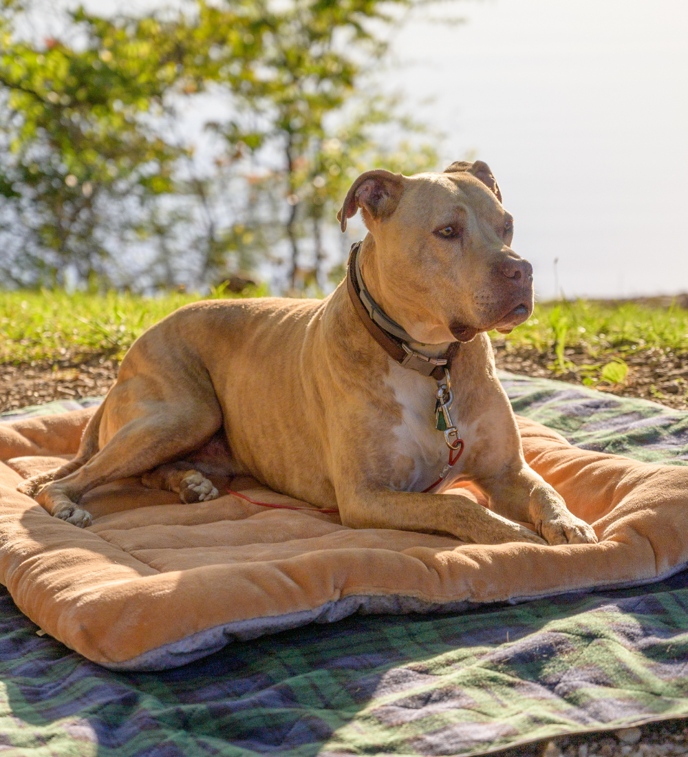 Pets Bed