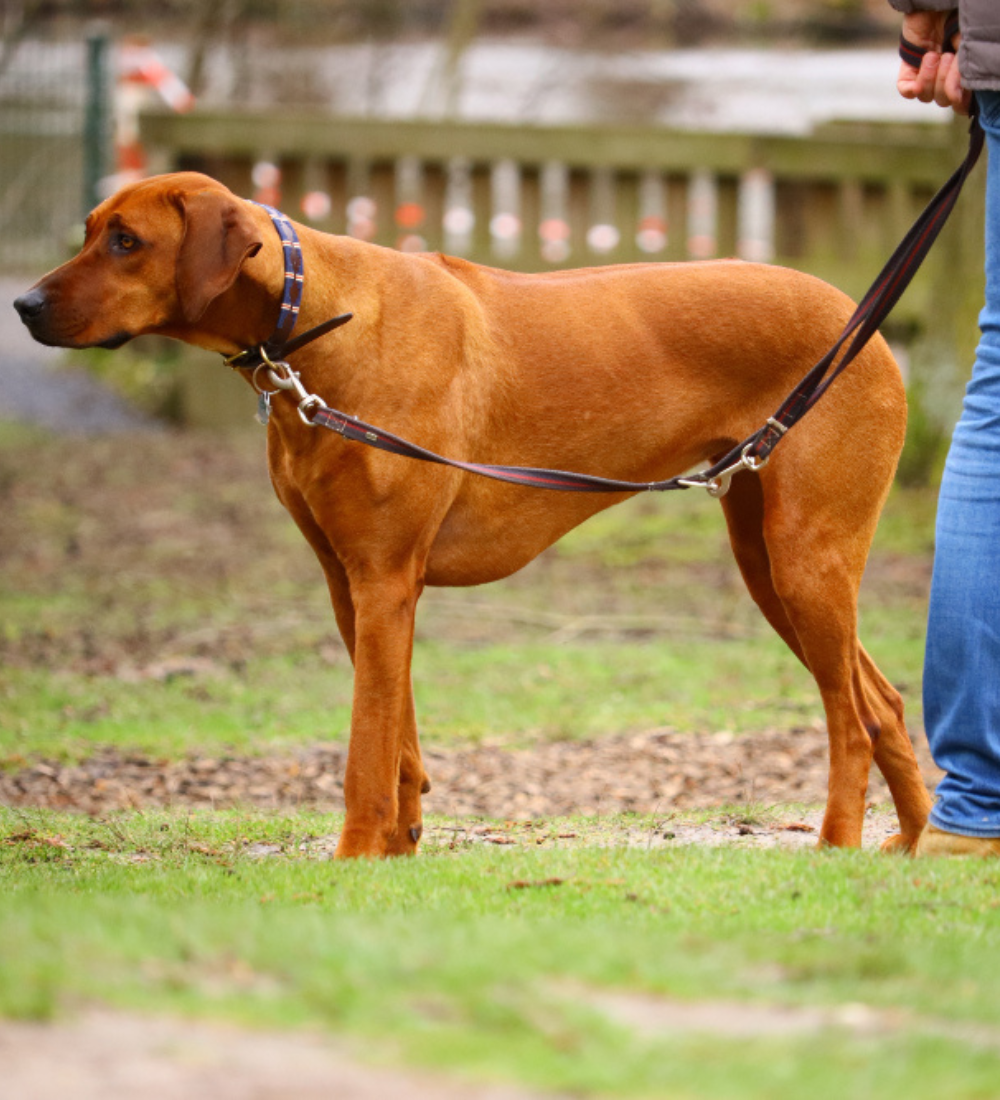 Pet Harness