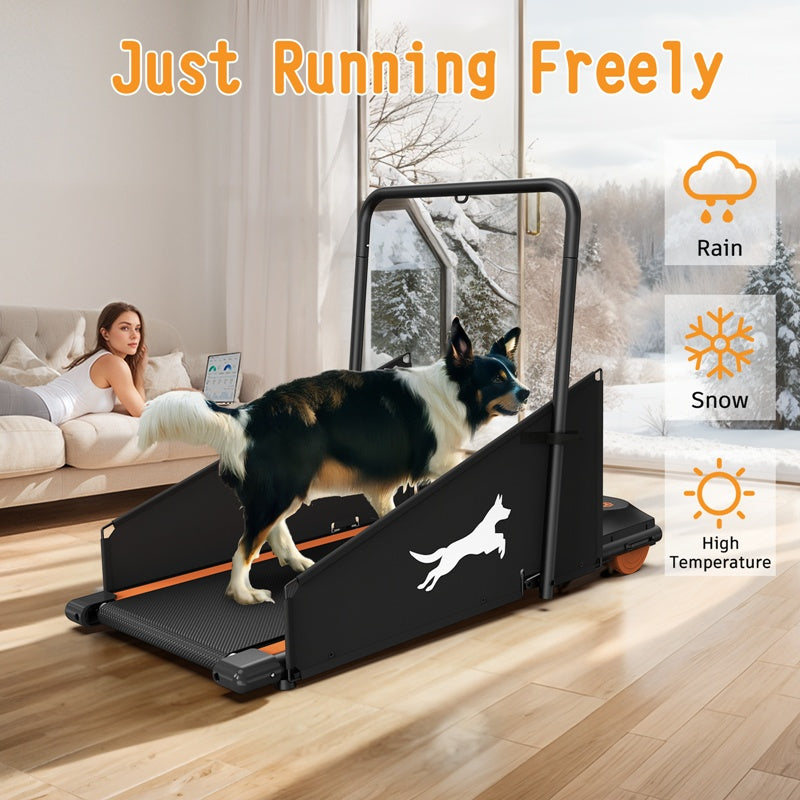 Dog Treadmill