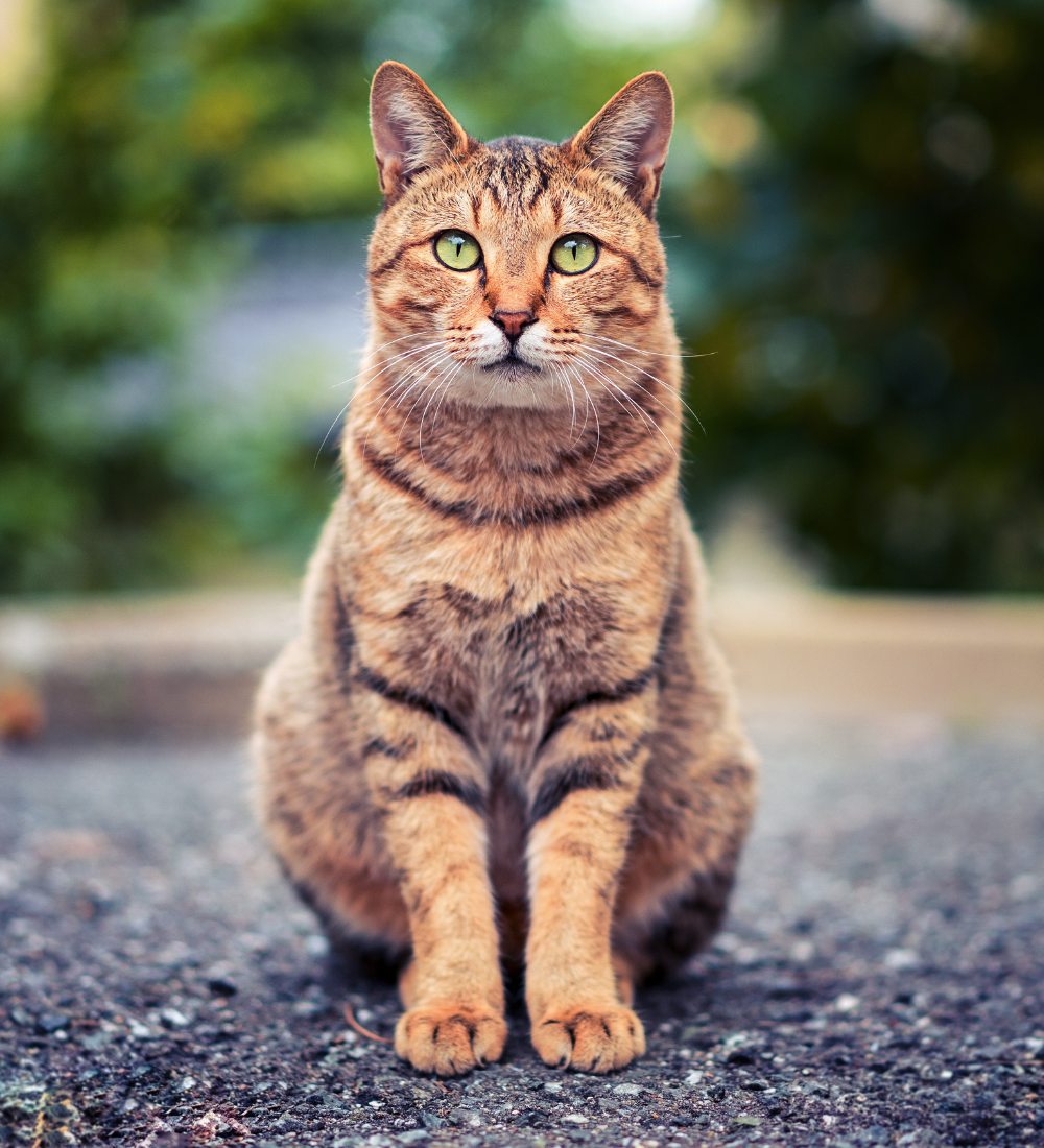 CATS